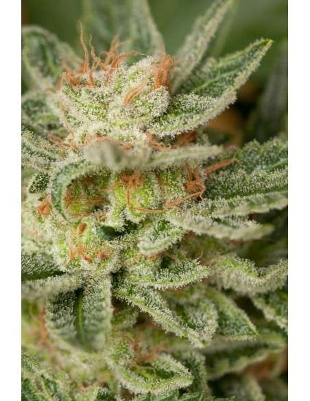 DINAFEM - Moby Dick - 4
