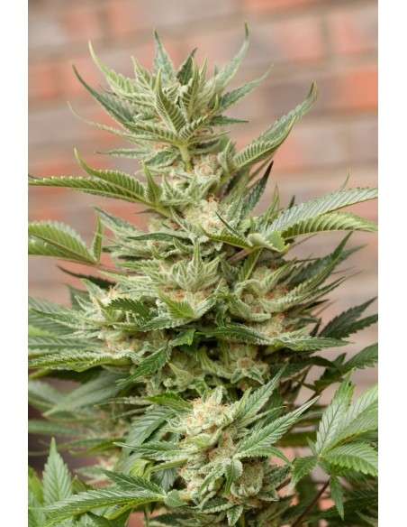 DINAFEM - Moby Dick - 5