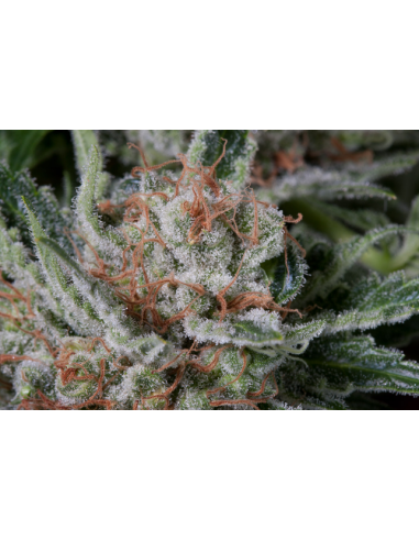 DINAFEM - Moby Dick - 6