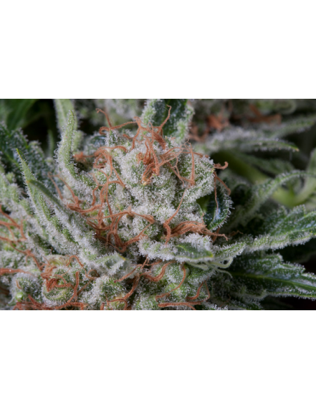DINAFEM - Moby Dick - 6
