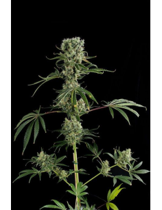 DINAFEM - Moby Dick 2 - 1