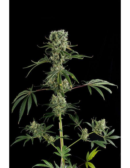 DINAFEM - Moby Dick 2 - 1