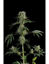 DINAFEM - Moby Dick 2 - 1