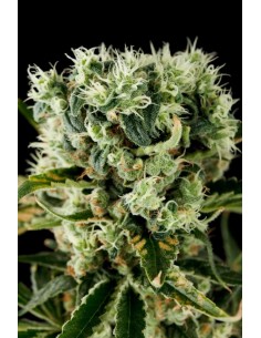 DINAFEM - Moby Dick 2 - 1 2