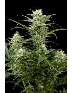 DINAFEM - Original Amnesia - 1