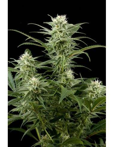 DINAFEM - Original Amnesia - 1