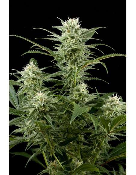 DINAFEM - Original Amnesia - 1