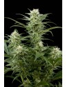 DINAFEM - Original Amnesia - 1