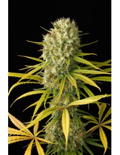 DINAFEM - Original Amnesia - 1 2