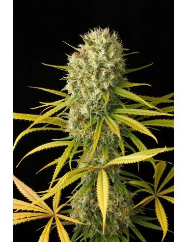 DINAFEM - Original Amnesia - 2