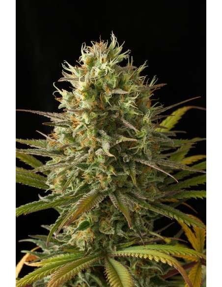 DINAFEM - Original Amnesia - 3
