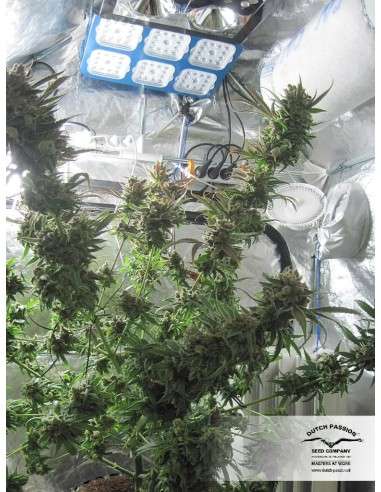 DUTCH PASSION - Master Kush - 7
