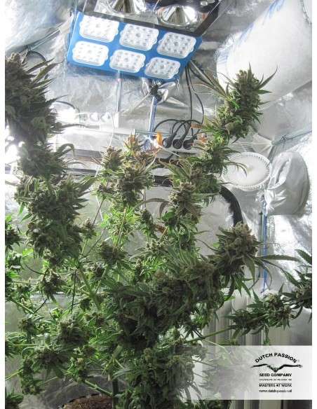 DUTCH PASSION - Master Kush - 7