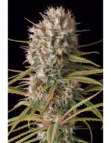 DINAFEM - Original Amnesia - 4