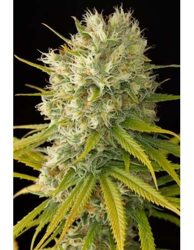 DINAFEM - Original Amnesia - 5
