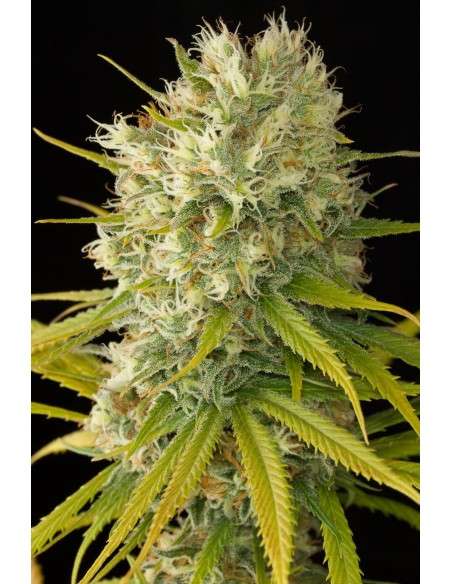 DINAFEM - Original Amnesia - 5