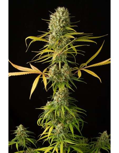 DINAFEM - Original Amnesia - 6