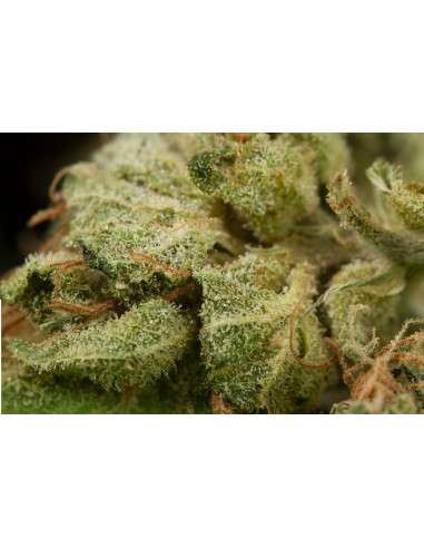 DINAFEM - Original Amnesia - 7