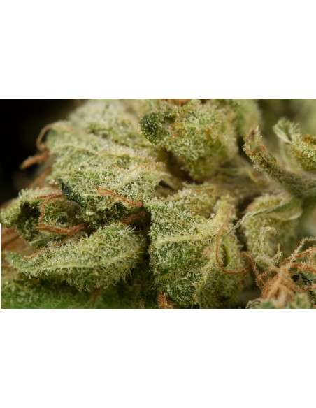 DINAFEM - Original Amnesia - 7