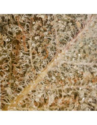 DINAFEM - Original Amnesia - 8