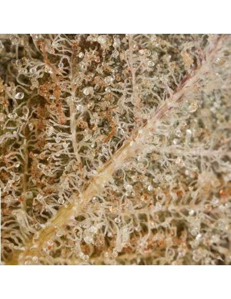 DINAFEM - Original Amnesia - 8
