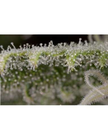DINAFEM - Original Amnesia - 9