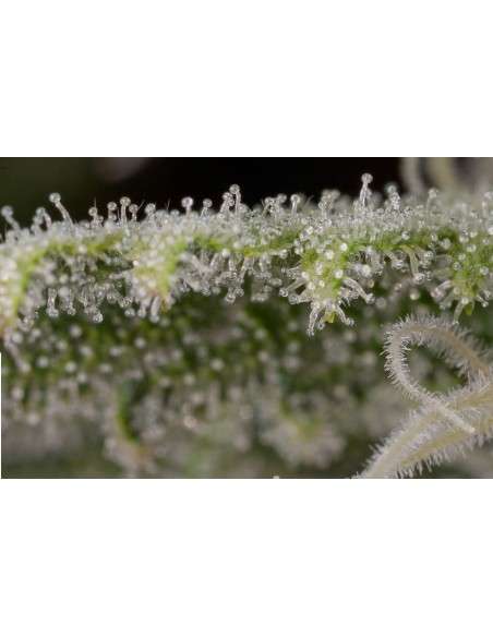 DINAFEM - Original Amnesia - 9