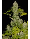 DINAFEM - Power Kush - 1