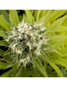 DINAFEM - Power Kush - 1 2