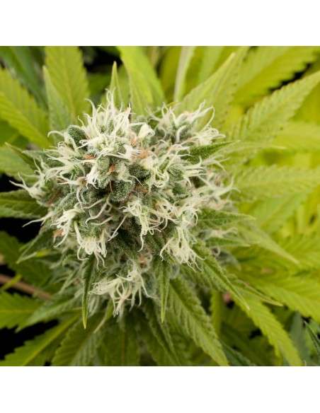 DINAFEM - Power Kush - 2