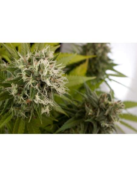 DINAFEM - Power Kush - 3