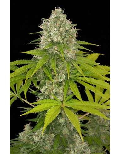 DINAFEM - Power Kush - 4