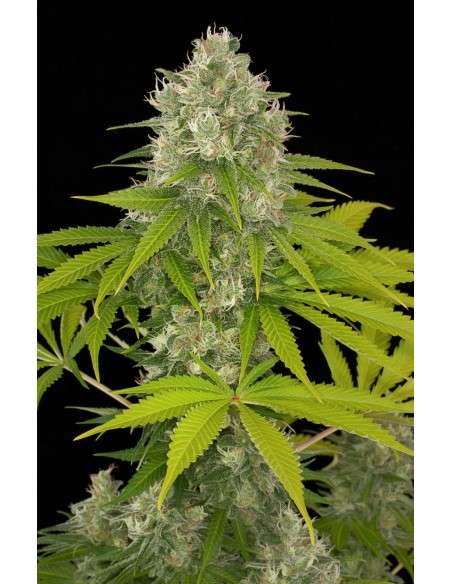 DINAFEM - Power Kush - 4