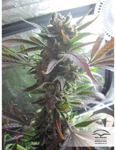 DUTCH PASSION - Master Kush - 8