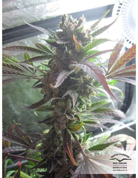 DUTCH PASSION - Master Kush - 8