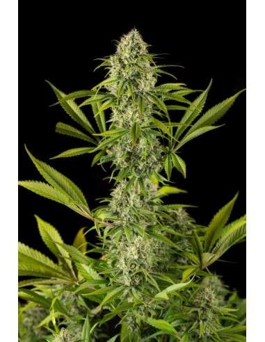 DINAFEM - Royale Haze - 1