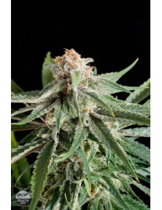 DINAFEM - Royale Haze - 1 2
