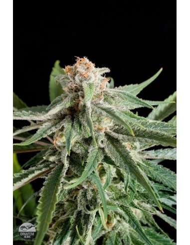 DINAFEM - Royale Haze - 2