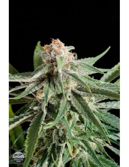 DINAFEM - Royale Haze - 2