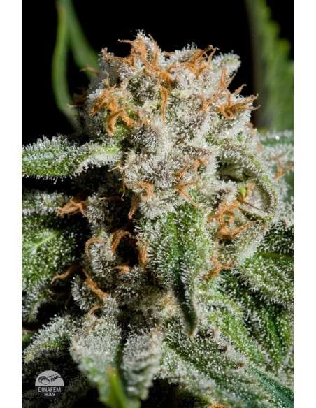 DINAFEM - Royale Haze - 4