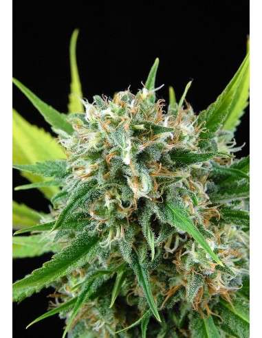 DINAFEM - Royale Haze - 5