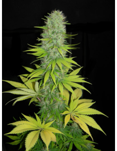 DINAFEM - Santa Sativa - 1