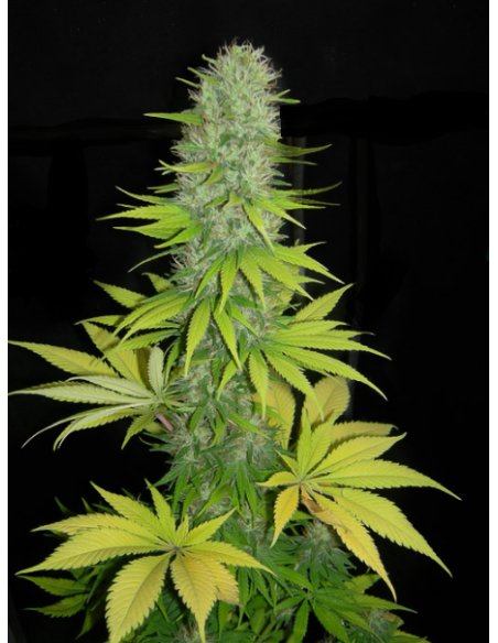 DINAFEM - Santa Sativa - 1