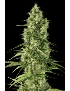 DINAFEM - Santa Sativa - 1 2