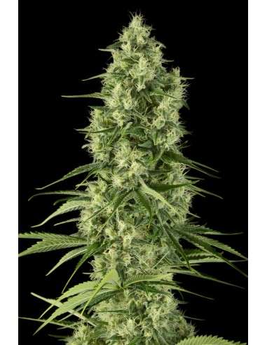 DINAFEM - Santa Sativa - 2
