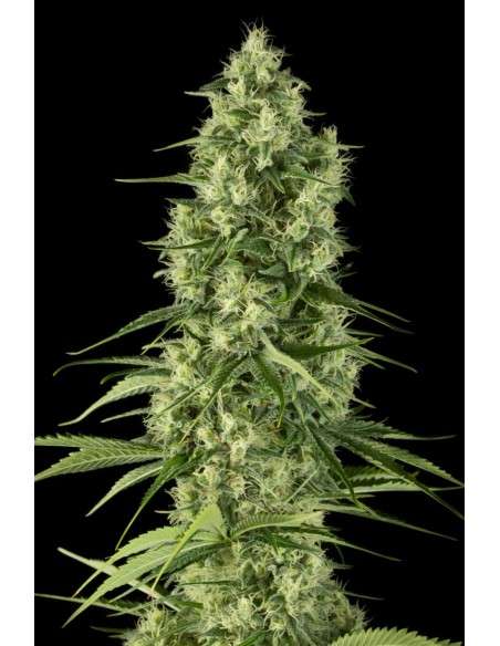 DINAFEM - Santa Sativa - 2