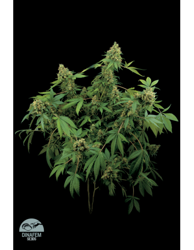 DINAFEM - Santa Sativa - 3