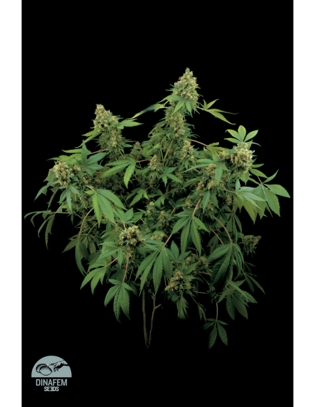 DINAFEM - Santa Sativa - 3