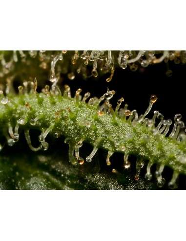 DINAFEM - Santa Sativa - 4
