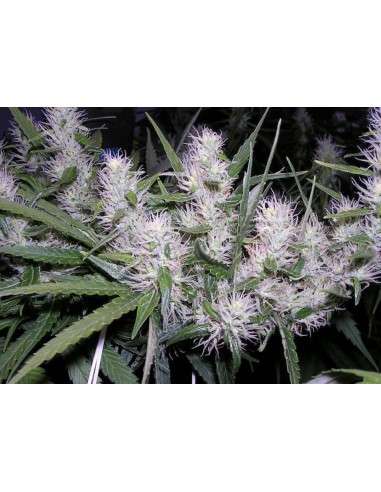 DUTCH PASSION - Master Kush - 9